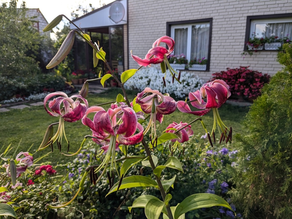 Лилия Black Beauty