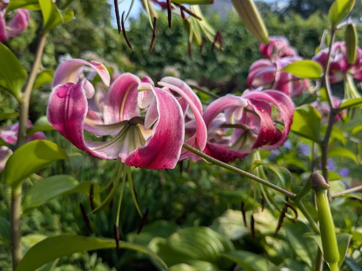 Портрет крупным планом