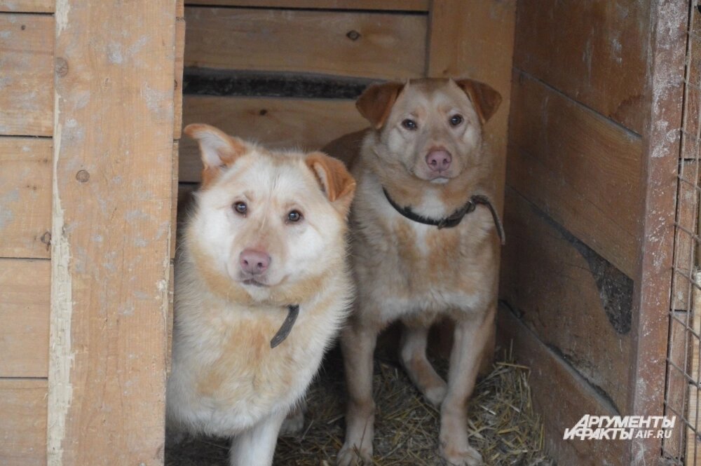    Фото:  АиФ/ Анна Городкова