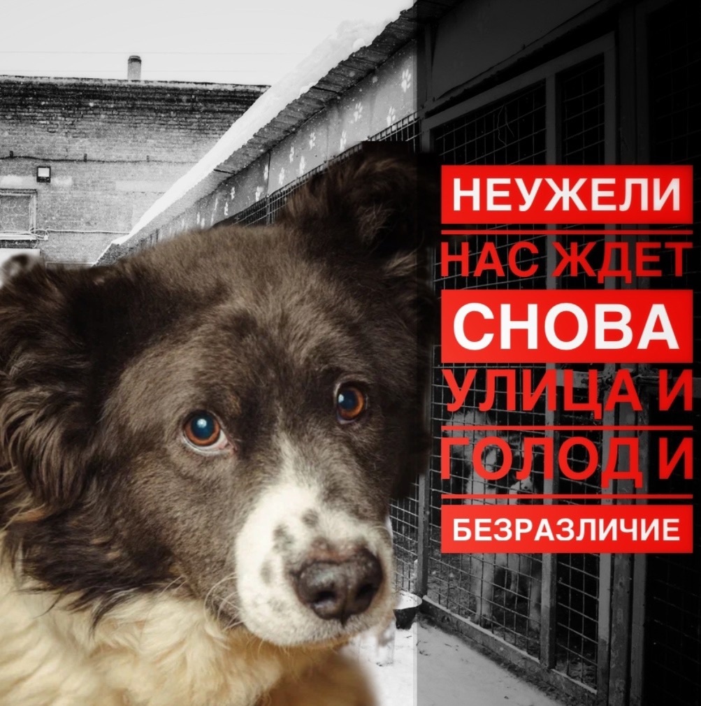 Срочный сбор, чтобы защитить приют от выселения!