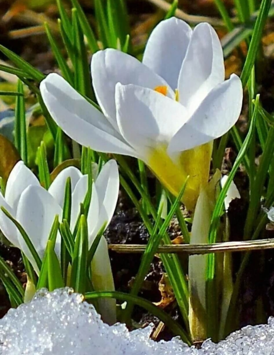 Первые цветы, подснежники!