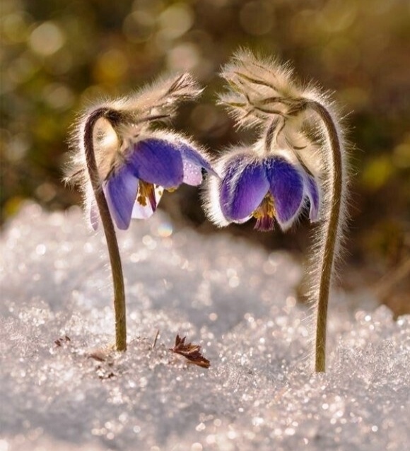 Сквозь снег- к солнцу.