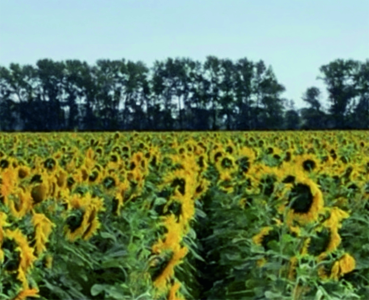 Сорт Алей успешно возделывается в 300 хозяйствах 26 регионов России и Казахстана. В ведущих хозяйствах средняя производственная урожайность составляет 27-35 ц/га.