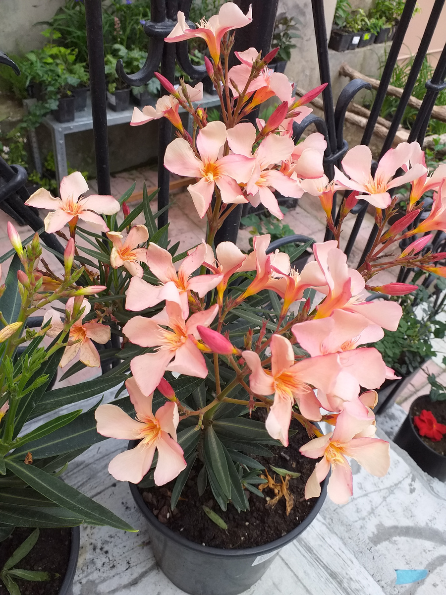 Фото И.Сотниковой