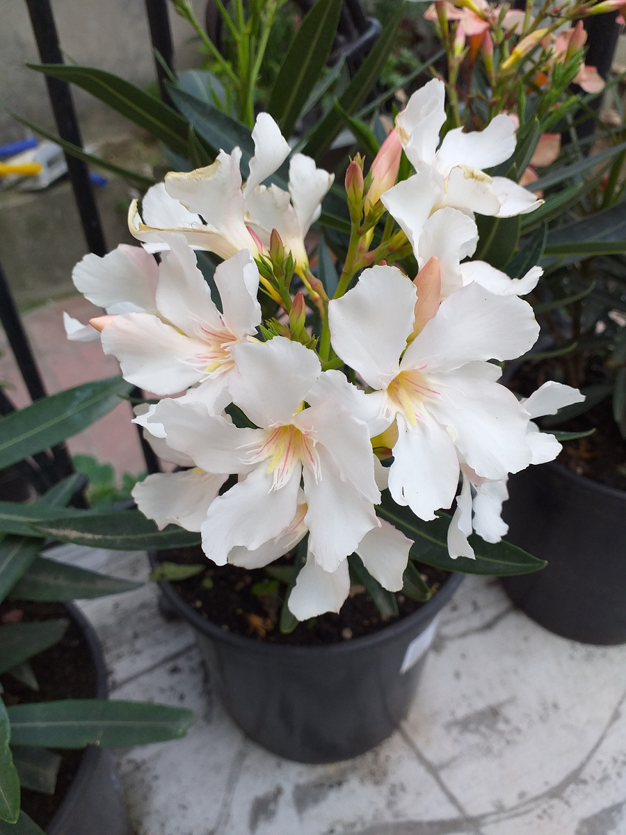 Фото И.Сотниковой