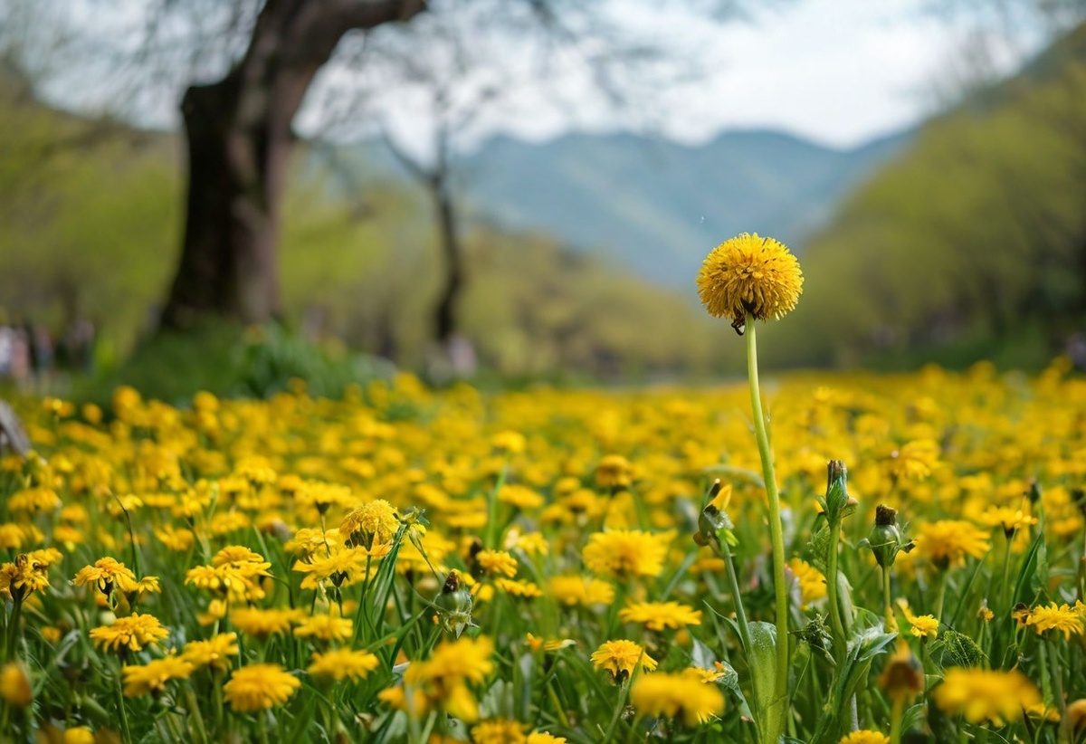 Китайские одуванчики