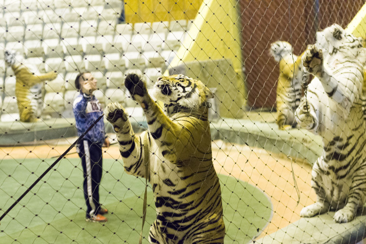    «Что касается цирка, то есть еще и поколение животных, которые там и выросли, их вообще на волю выпускать нельзя».   
Фото: «БИЗНЕС Online»