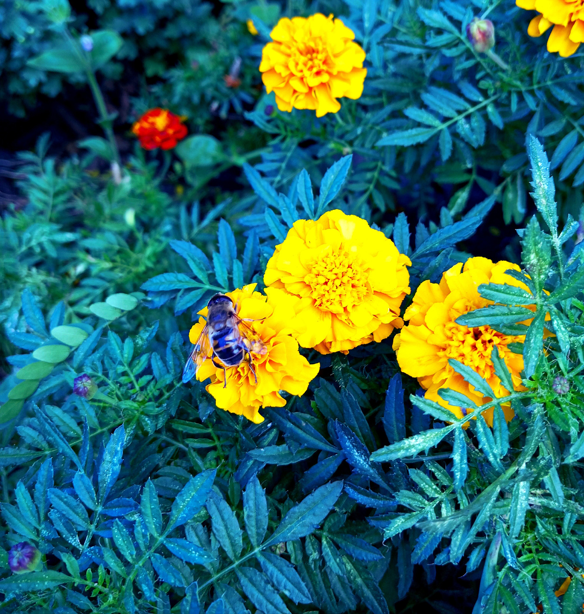 Пчела и цветок, природа, фото автора.