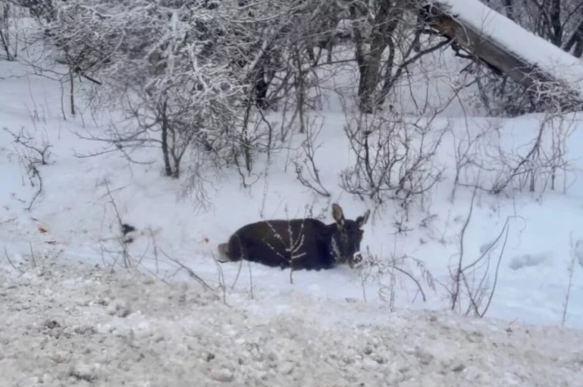    Под Бузулуком водитель сбил лося и скрылся с места происшествия