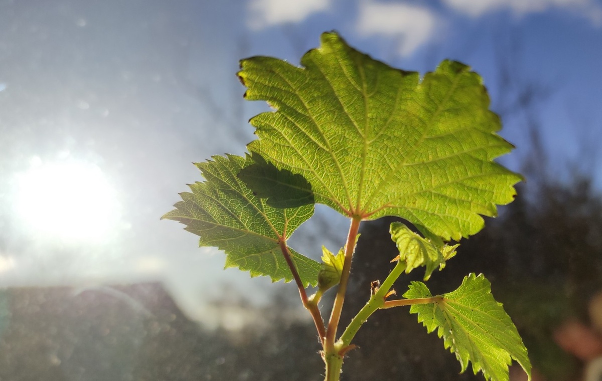 Зимние укореняшки на веранде воспряли духом! 