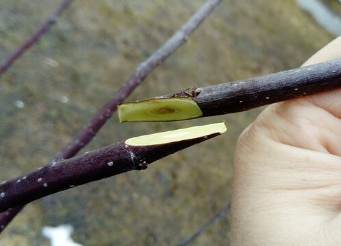 Срез должен быть в 2-3 раза длиннее диаметра привоя. И совершенно одинаковым и на подвое, и на привое. Фото автора @Маша Генералова