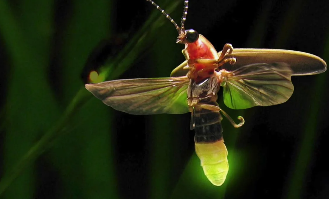 Жук Светлячок Photuris