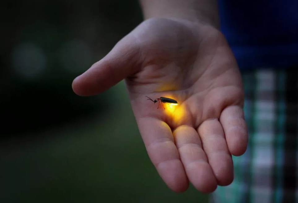 Некоторые виды светлячков, особенно в тропиках, мигают не хаотично, а в одном ритме. Огромные рои жуков, собравшись на деревьях, зажигают и гасят свои фонарики синхронно, превращая лес в живую иллюминацию. Этот феномен настолько удивителен, что ученые до сих пор спорят, каким образом насекомые координируют свои вспышки.