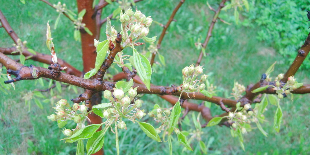 Весенние обработки сада против вредителей и болезней