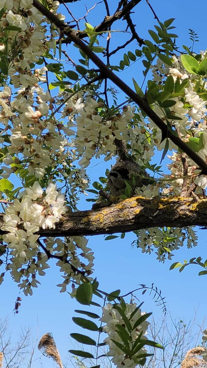 Белая акация в цвету