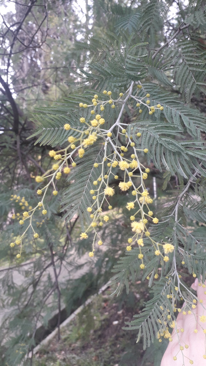 Цветение мимозы (акации серебристой) в январе, Адлер