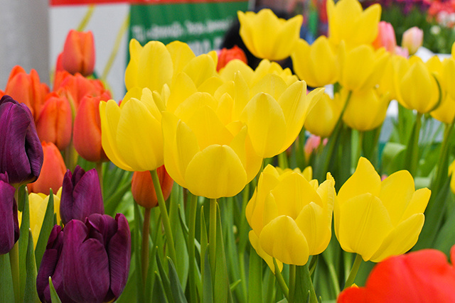 Где в Твери еще можно успеть купить цветы к празднику