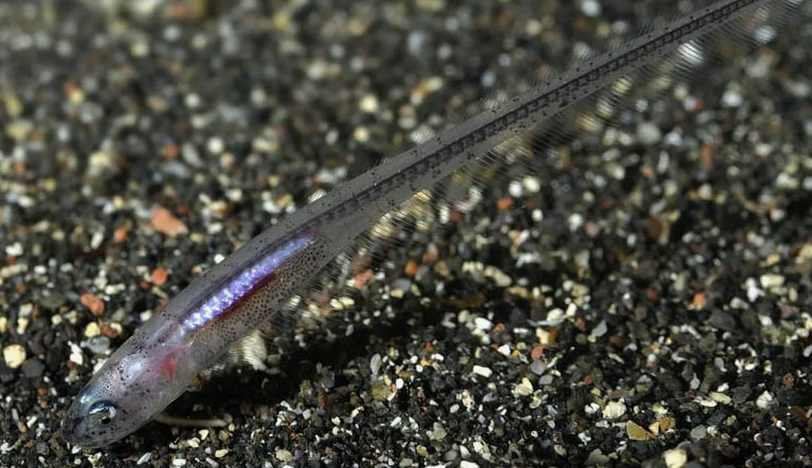 Средиземноморский карапус