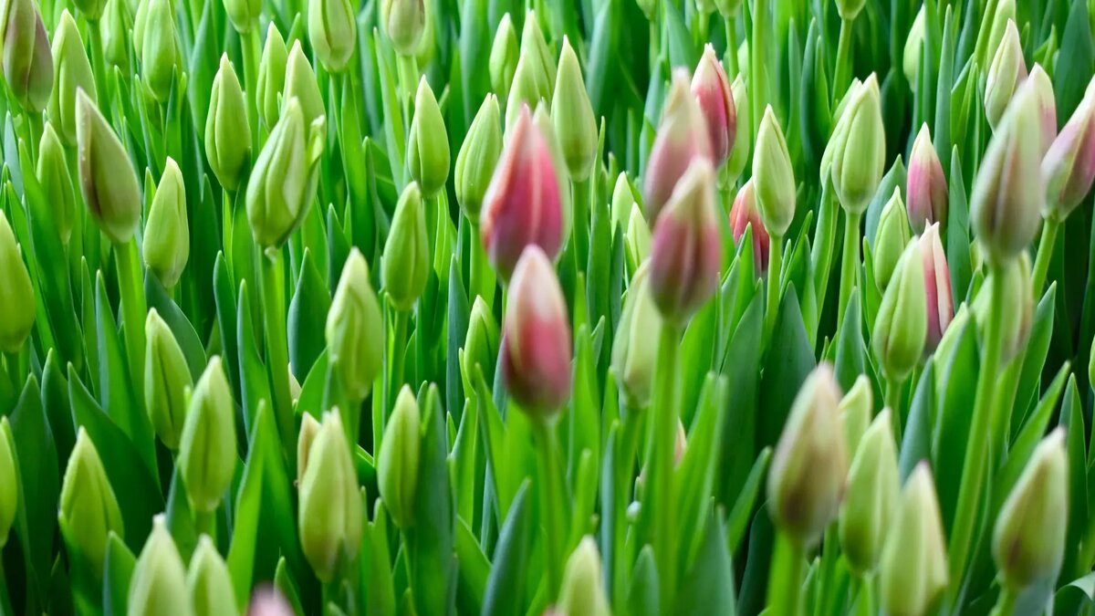     Источник: nashgorod.ru