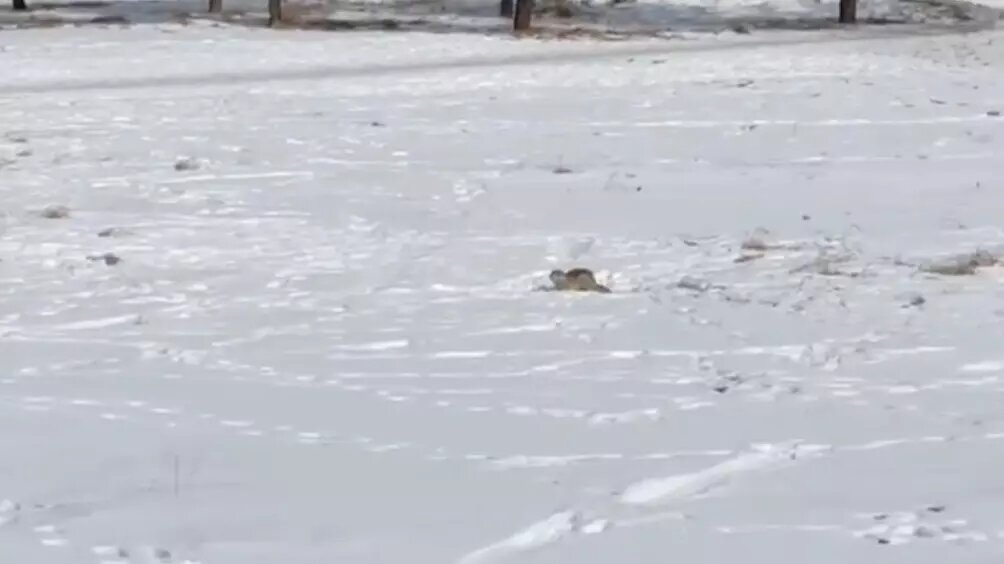     Источник: «Красноярск Главный»