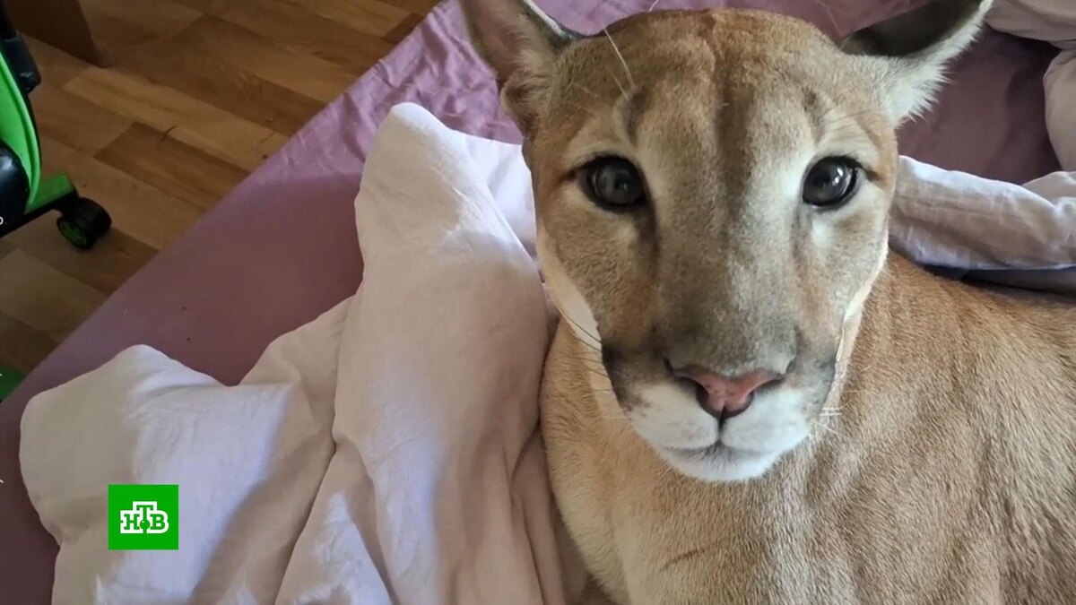    Дикая история: москвич не хочет расставаться с «домашней» пумой