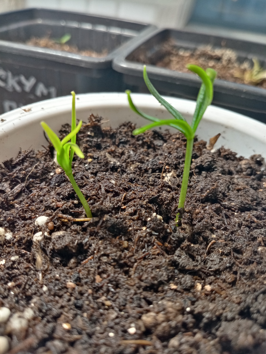 Пихта сибирская. Распальцовка😄