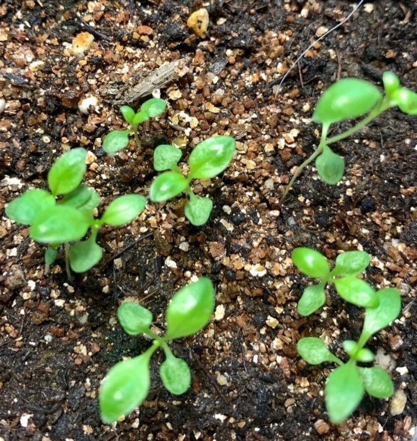 Горечавки-героини.