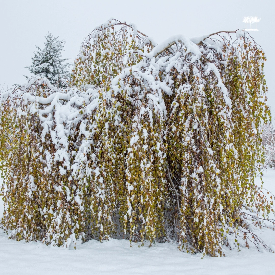 Берёза повислая "Юнги" зимой