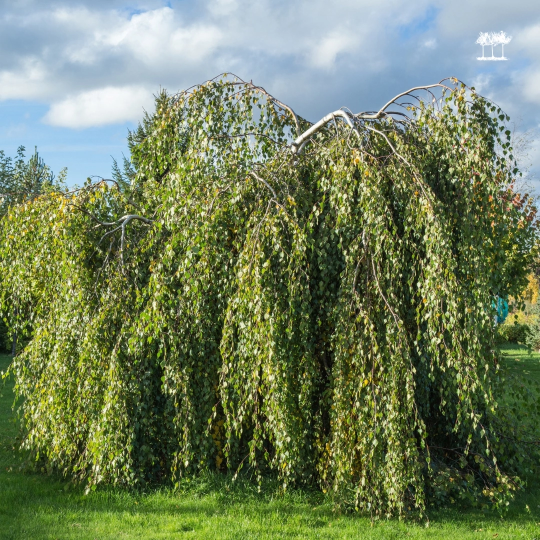 Берёза повислая "Юнги" летом