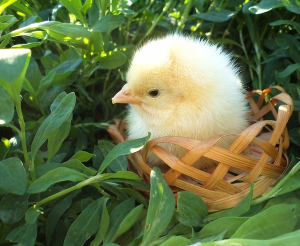 фото автора, комочек мимишности)) 