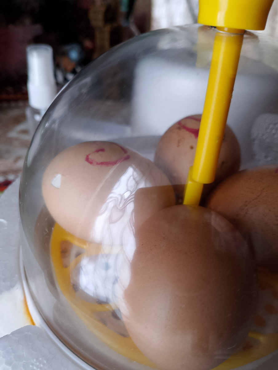 фото автора, первый пошёл 🙏