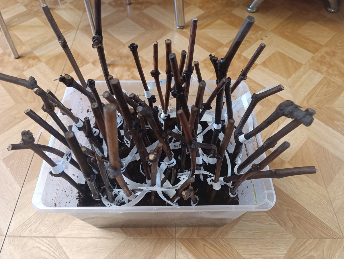 укоренение черенков винограда