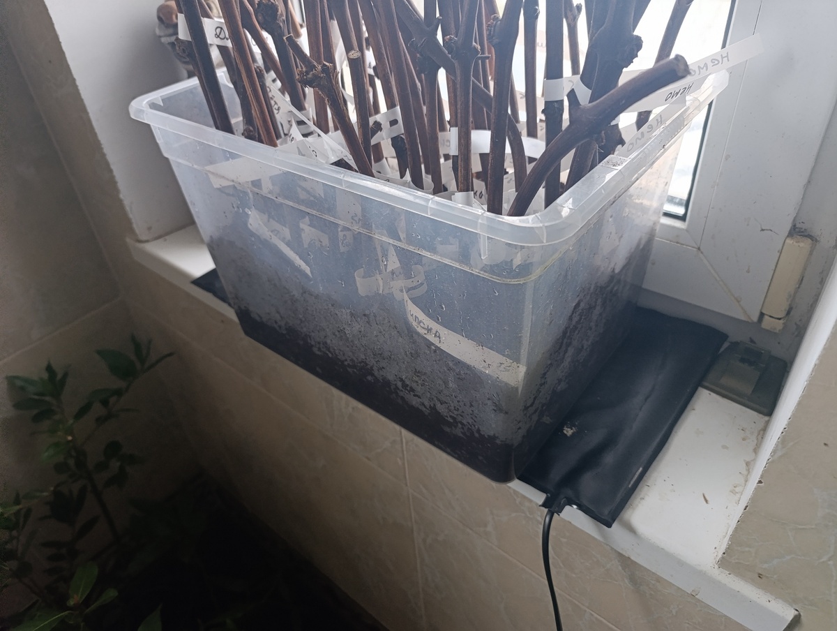 проащивание черенков винограда