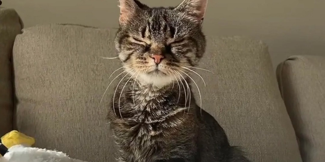 Пожилая кошка благодарит семью, которая взяла ее из приюта