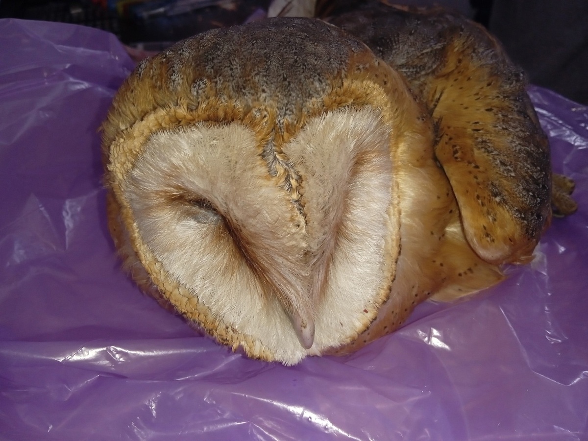    В Курске появился новый вид птиц - сипуха