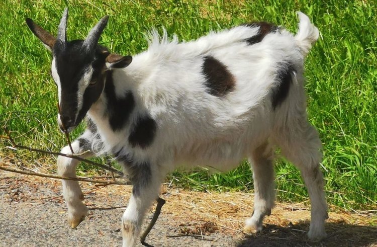    Стрижка копыт у коз