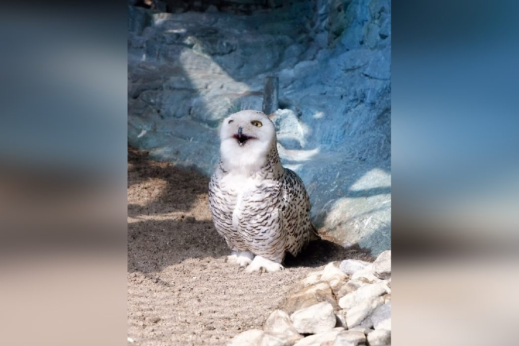    Фото: Екатеринбургский зоопарк