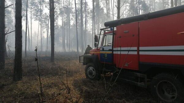    © Telegram / Брестский лесной