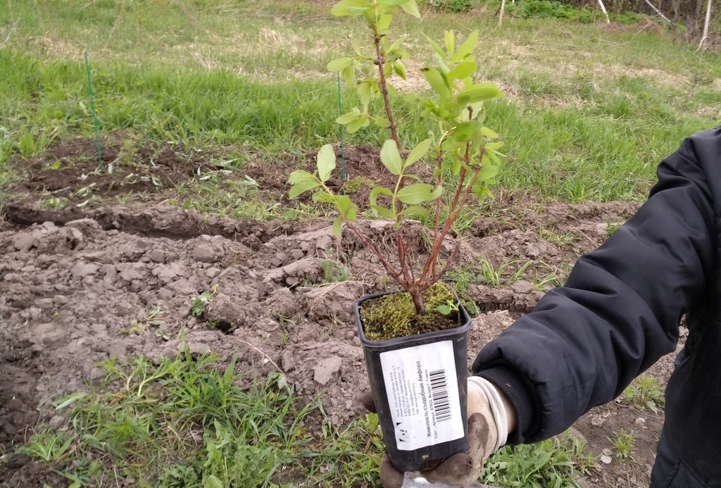 Посадка жимолости в мае 