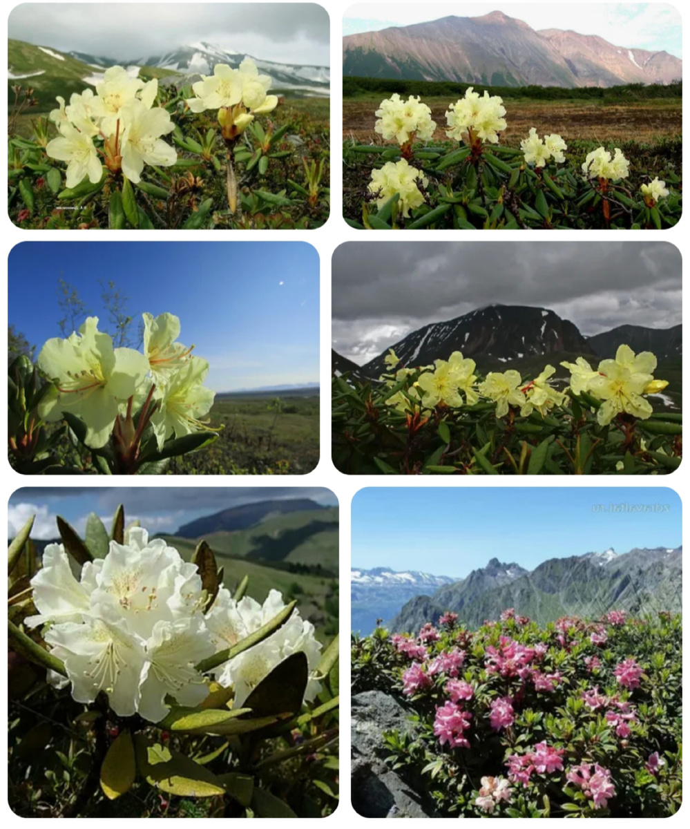 Рододендроны Кавказа и Дальнего Востока.

