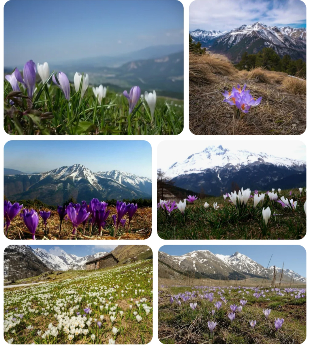Крокусы Северного Кавказа в апреле.