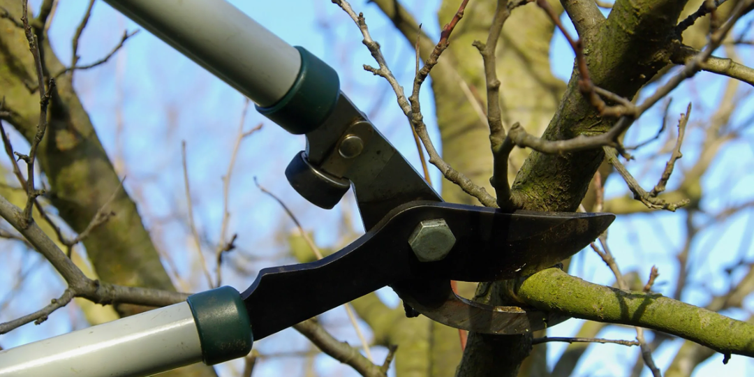 Как правильно обрезать фруктовые деревья: инструкция для домашнего садовода. Самое основное