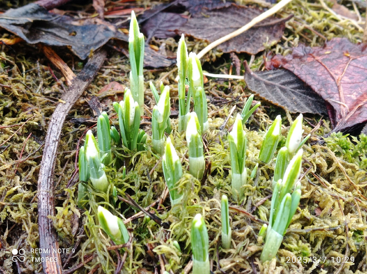 пока носики