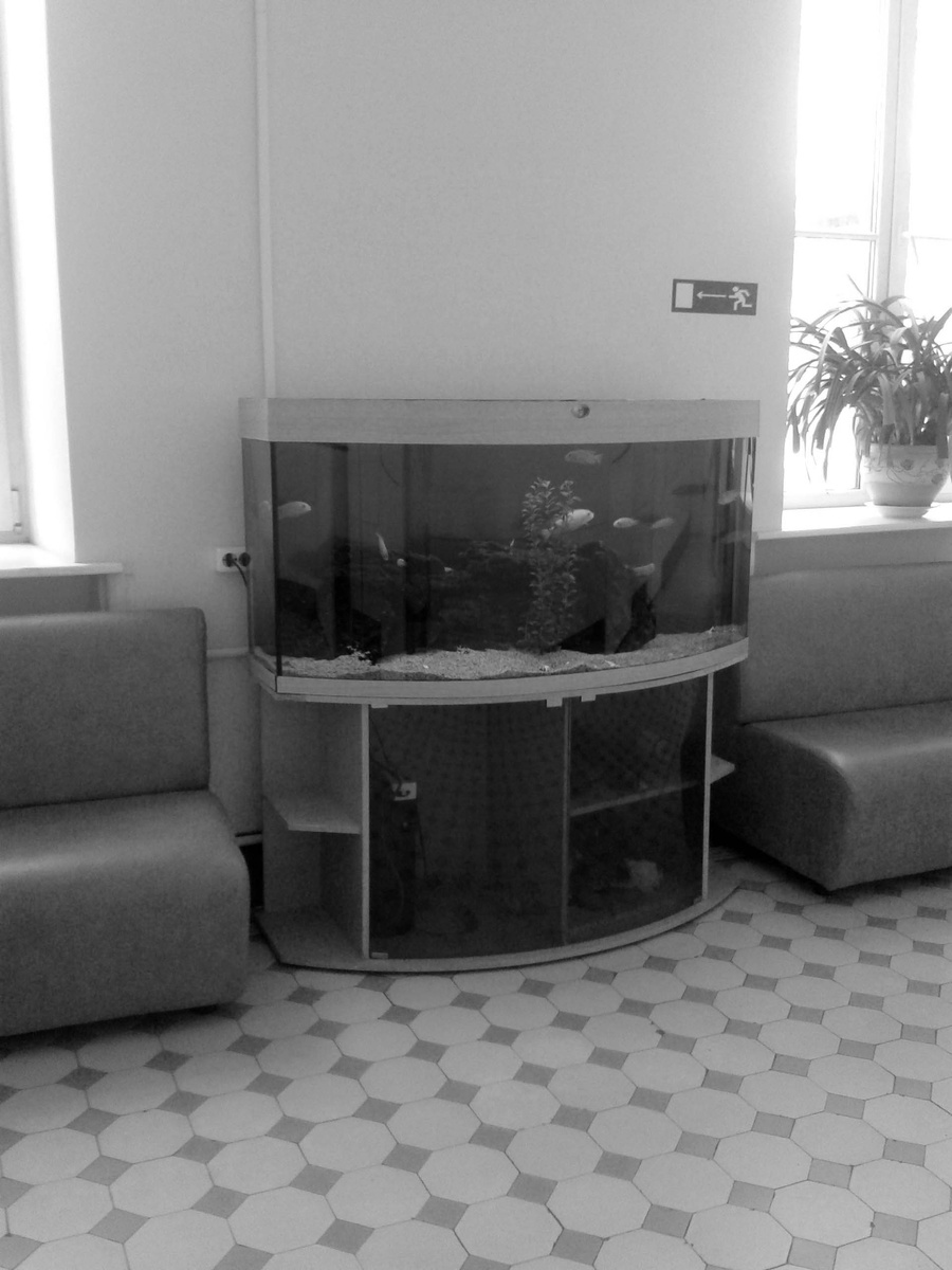 Рыбки на Дородовом напротив нашей 107 палаты