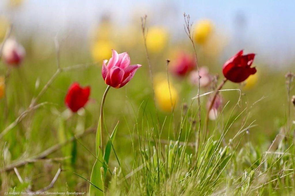 Тюльпаны Оренбургских степей. Фото из интернета