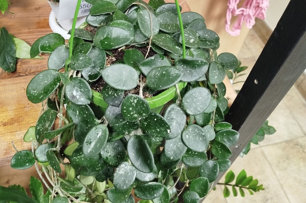  Хойя Матильда