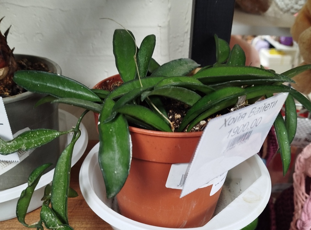  Хойя Вайети