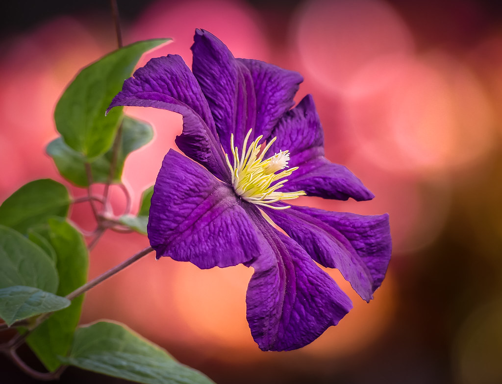 Картинка найдена на просторах интернета, ссылка: https://yandex.ru/images/search?from=tabbar&img_url=https%3A%2F%2Fwww.zastavki.com%2Fpictures%2Foriginals%2F2020Nature___Flowers_Purple_clematis_flower_with_green_leaves_close-up_143689_.jpg&lr=103814&p=12&pos=14&rpt=simage&text=%D1%86%D0%B2%D0%B5%D1%82%D1%8B%20%D0%BA%D1%80%D1%83%D0%BF%D0%BD%D1%8B%D0%BC%20%D0%BF%D0%BB%D0%B0%D0%BD%D0%BE%D0%B2%20%D1%84%D0%BE%D1%82%D0%BE%20%D0%BA%D1%80%D0%B0%D1%81%D0%BD%D1%8B%D0%B9%20%D1%87%D0%B5%D1%80%D0%BD%D1%8B%D0%B9%20%D1%84%D0%B8%D0%BE%D0%BB%D0%B5%D1%82%D0%BE%D0%B2%D1%8B%D0%B9