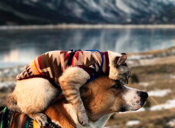 Как выбрать корм для кошек и собак: побочные эффекты