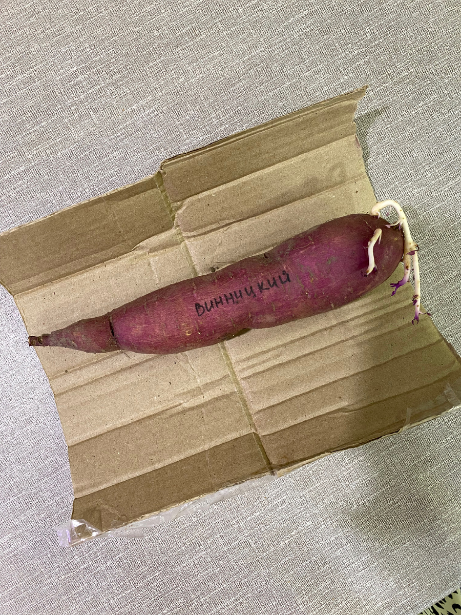 Семенной клубень батата